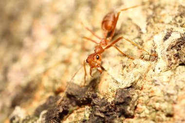 yeşil bahçe böcek abd böcek