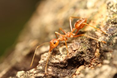 yeşil bahçe böcek abd böcek