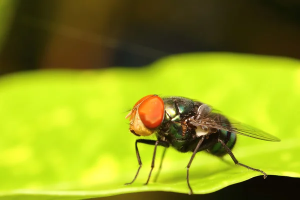 Bug abd inseto no jardim verde — Fotografia de Stock