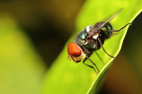 Bug abd inseto no jardim verde — Fotografia de Stock