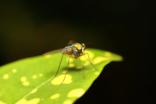 Bug abd έντομο μέσα σε καταπράσινο κήπο — Φωτογραφία Αρχείου
