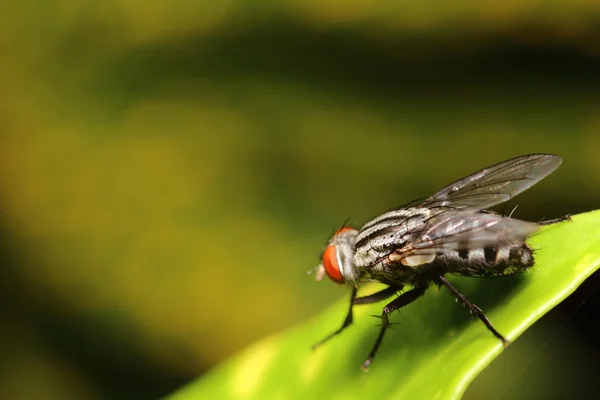 Bug abd inseto no jardim verde — Fotografia de Stock