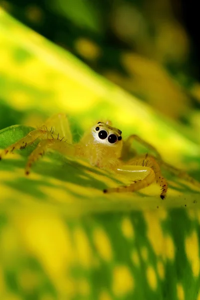 緑豊かな庭園でバグ ・ アブド ・昆虫 — ストック写真