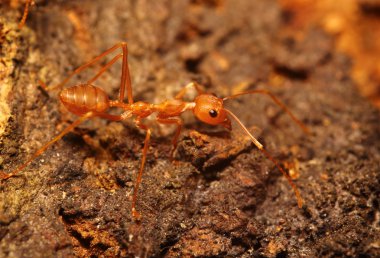 yeşil bahçe böcek abd böcek