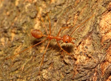 yeşil bahçe böcek abd böcek