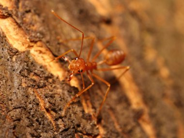 yeşil bahçe böcek abd böcek