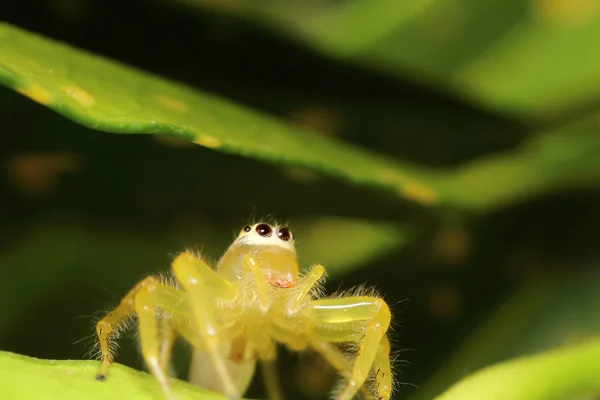 Помилка комахи в зеленому саду — стокове фото