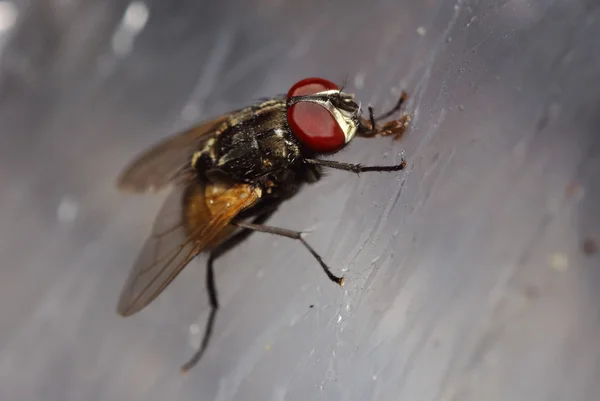 Bug abd hmyzu v zelené zahradě — Stock fotografie