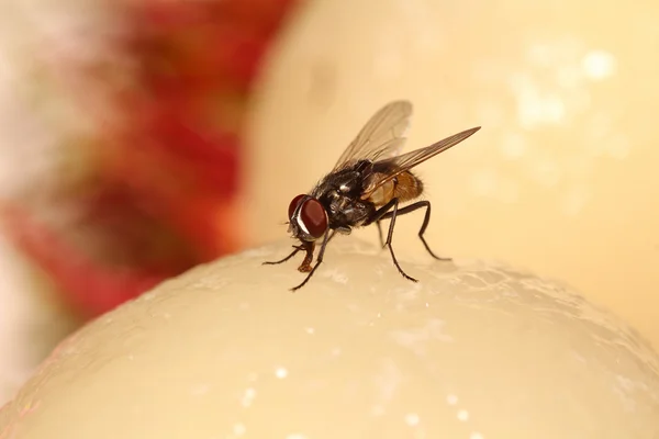 Bug abd insecto en el jardín verde — Foto de Stock