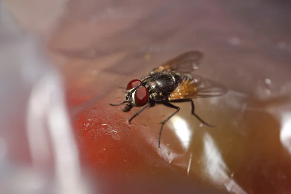 Bug abd hmyzu v zelené zahradě — Stock fotografie