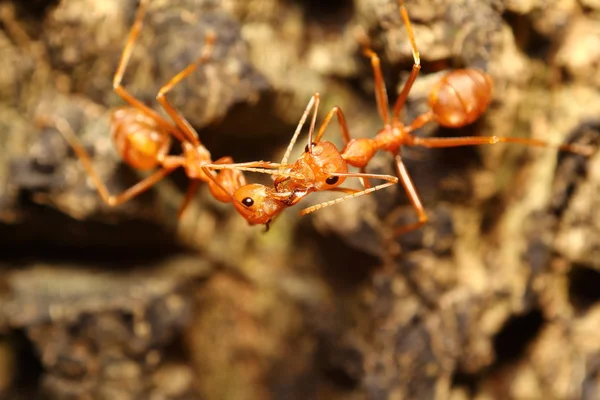 Travail des fourmis — Photo