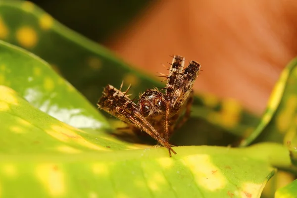 Jumping spider — Stock Photo, Image