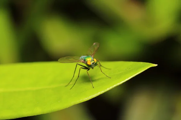 Mosca inseto — Fotografia de Stock