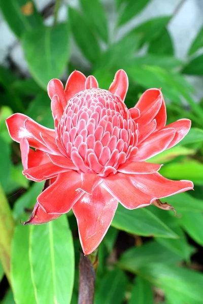 Flor de ervas tailandesas — Fotografia de Stock