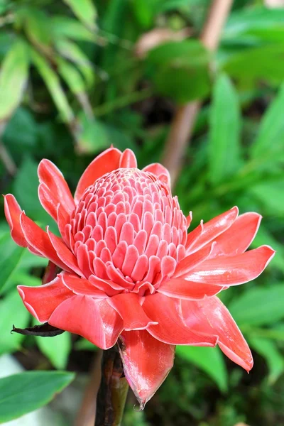 タイのハーブの花 — ストック写真