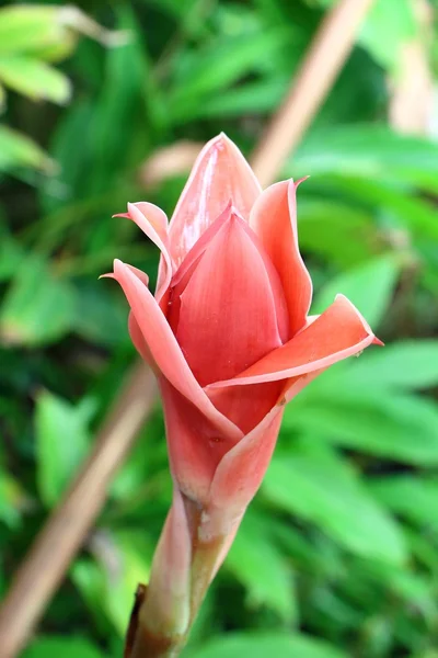 Flor de hierba tailandesa —  Fotos de Stock