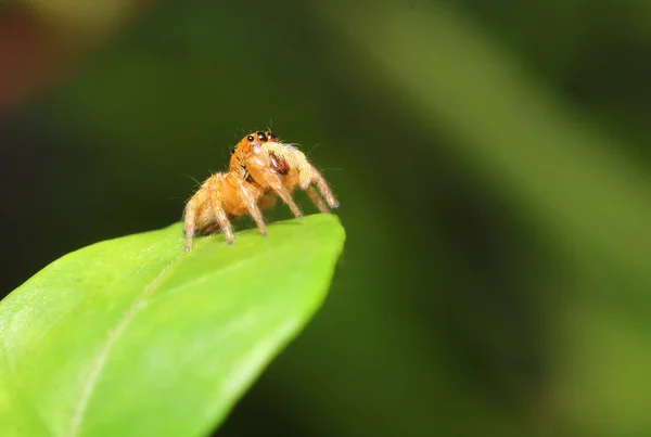 Jumping spider — Stock Photo, Image