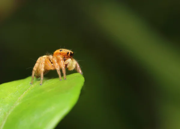 Jumping spider — Stock Photo, Image