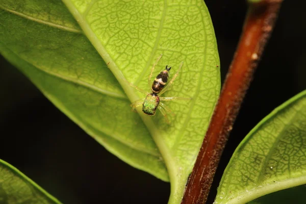 Jumping spider — Stock Photo, Image