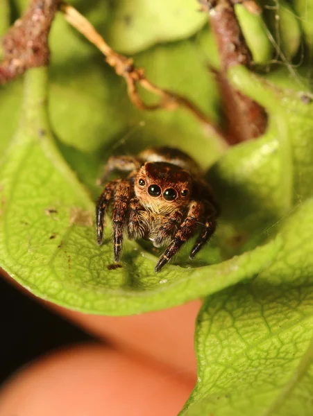 Hoppande spindel — Stockfoto