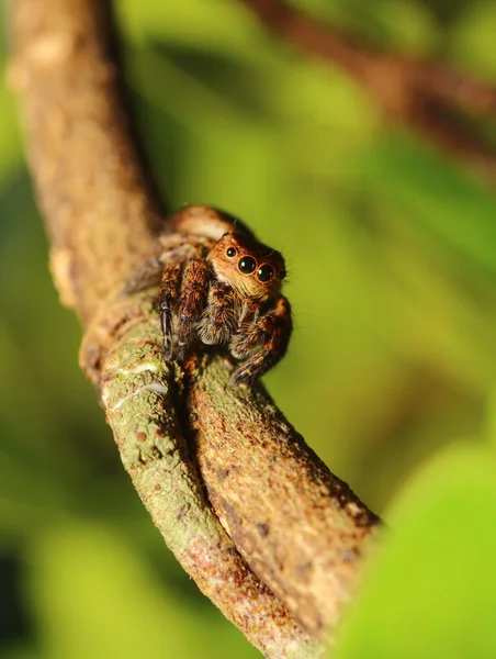 Aranha saltitante — Fotografia de Stock