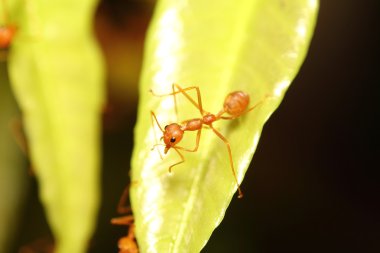 Karınca ağaca çalışma