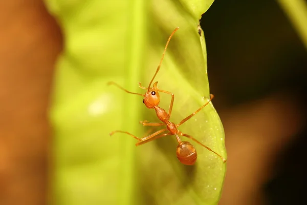 小蚂蚁 — 图库照片