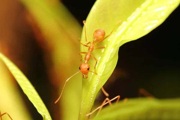 Ant working — Stock Photo, Image