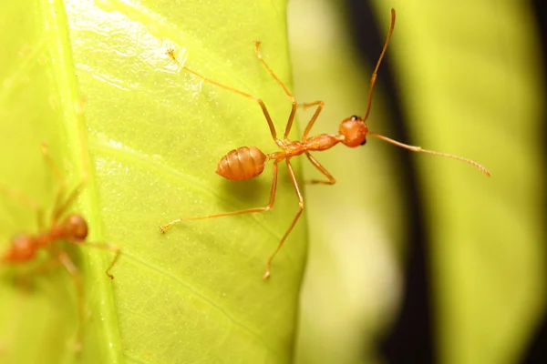 Stock image Ant working 