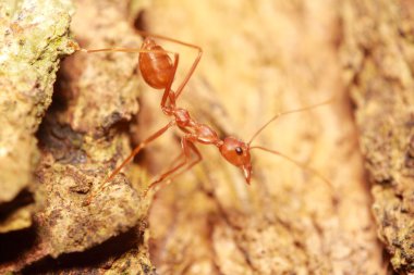 Küçük böcek ve hata 