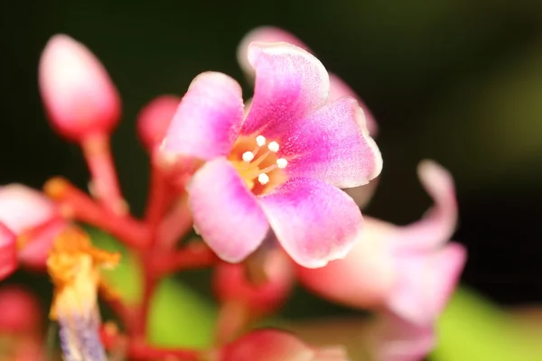 Thailändska rosa skog blomma närbild — Stockfoto
