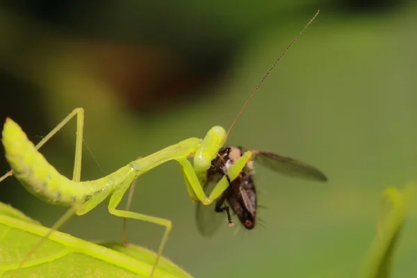 小昆虫和 bug — 图库照片