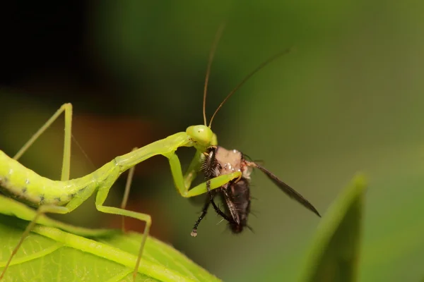 小昆虫和 bug — 图库照片