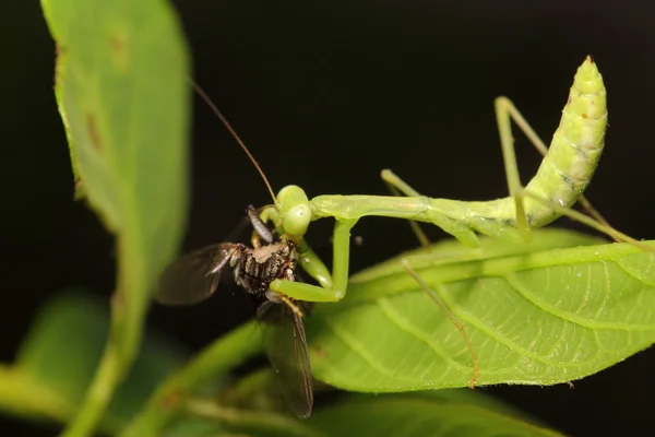 小昆虫和 bug — 图库照片