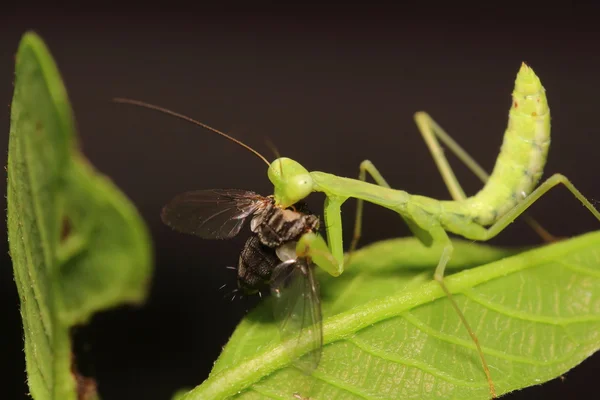 小昆虫和 bug — 图库照片