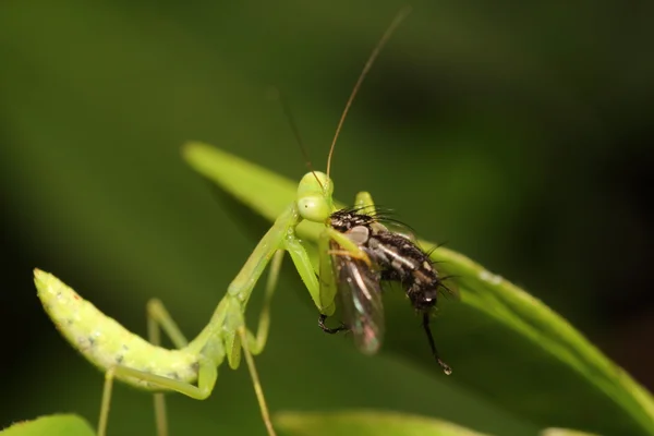 Маленькое насекомое и жук — стоковое фото