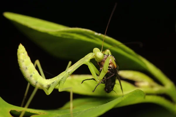 Small insect and bug — Stock Photo, Image