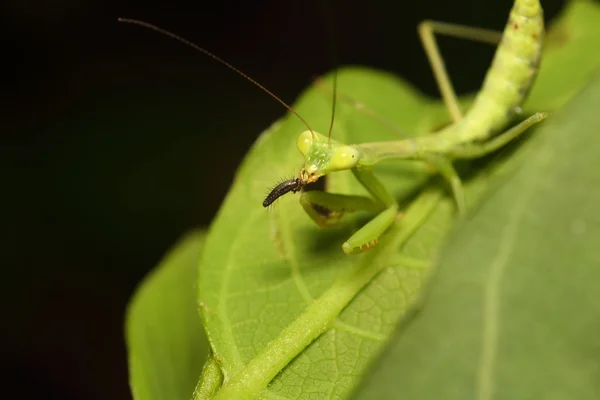 Μικρό έντομο και bug — Φωτογραφία Αρχείου