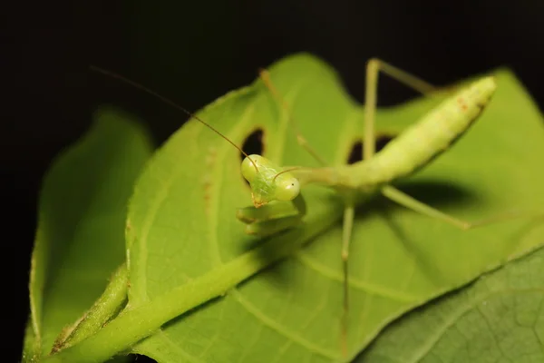 Pequeno inseto e inseto — Fotografia de Stock