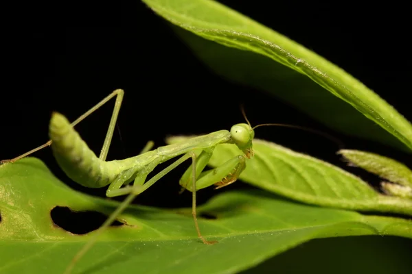 Маленькое насекомое и жук — стоковое фото