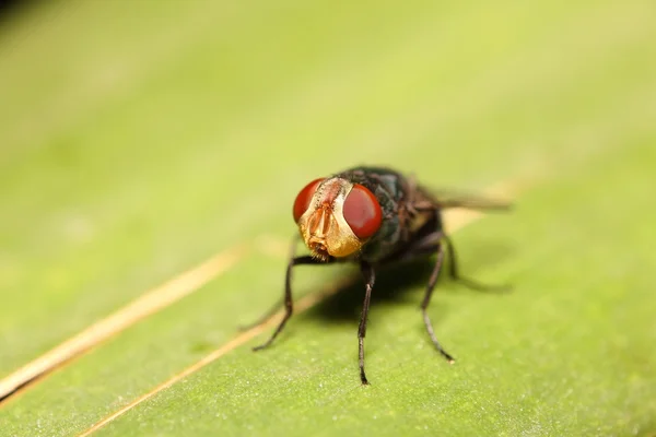 แมลงวันตัวเล็ก — ภาพถ่ายสต็อก