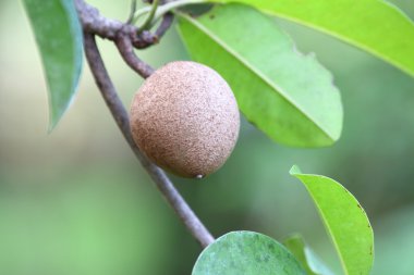 sapodilla meyve 