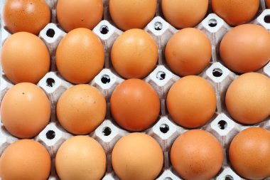 Yumurta grubu arasında