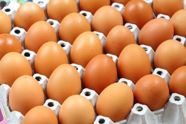 Yumurta grubu arasında