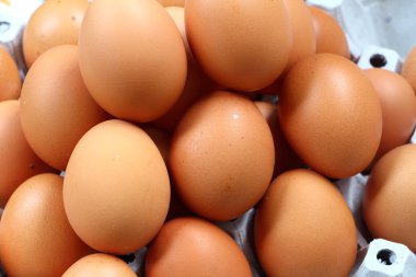 Yumurta grubu arasında