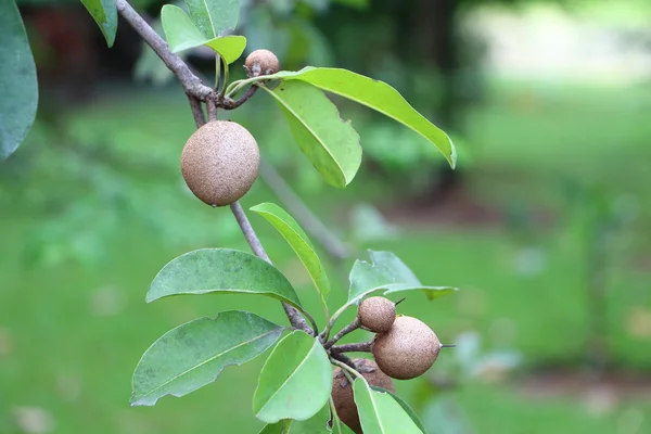 Fruta de la sapodilla —  Fotos de Stock