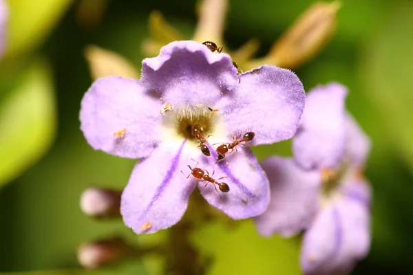 Fundo flor pequena — Fotografia de Stock