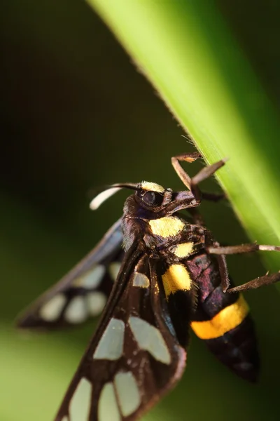 Small insect — Stock Photo, Image