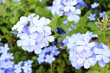 Unutma beni çiçekleri.