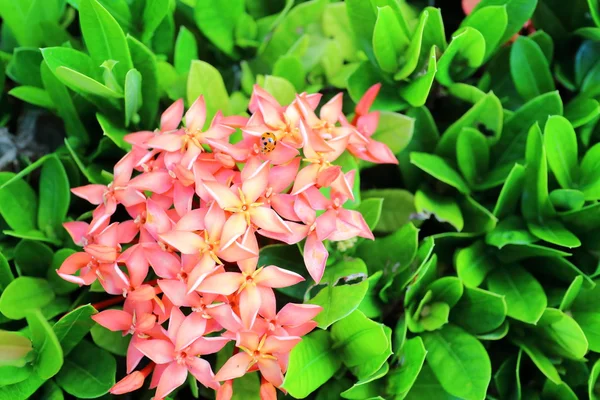 Fleurs ixora — Photo